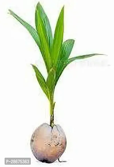 Platone Coconut Plant COCONUT PLANT CC