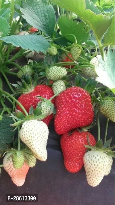 Platone Strawberry Plant strawberry plant-thumb0