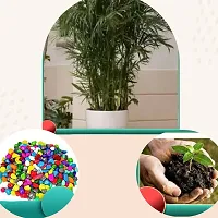 Platone Areca Palm Areca Palm Plant: Natures Miracle for Clean Air-thumb1