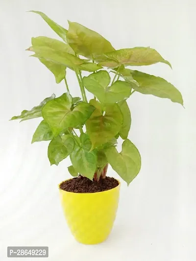 Platone Syngonium Plant VishNature Pink Syngonium Plant in Yellow Kohinoor Plastic PotFernsIndoor PlantOutdoor PlantAnniversaryOccasion-thumb0