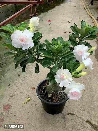 Platone Adenium Plant ADENIUM PLANT08