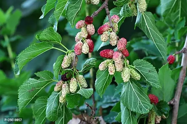 Platone ShahtootMulberry Plant original Rear Thai Mulberry live PlantV-2-thumb0