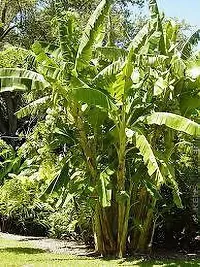 Platone Banana Plant Goldfinger Banana Plant-thumb1