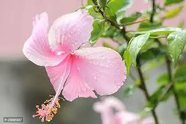 Platone Hibiscus Plant Hibicus Flower Plant(04)