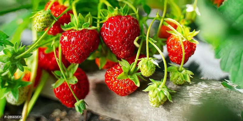 Platone Strawberry Plant Strawberry Plant