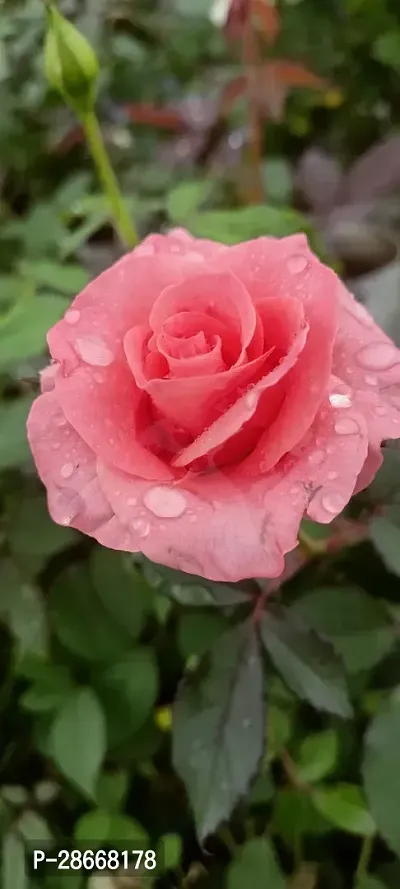 Platone Rose Plant Australian Pink colour Rose Plant