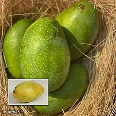 Platone Mango Plant Imam Pasand Mango-01