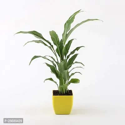 Platone Lily Plant TIGmlily76