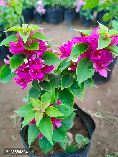 Platone Baugainvillea Plant Bougainvillea glabra plant-thumb0