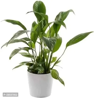 Platone Peace Lily Plant PEACE LILY FLOWER PLANT-P8