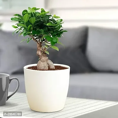 Platone Ficus Bonsai FICUS BONSAI PLANT-thumb0