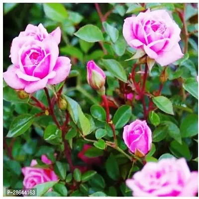 Platone Rose Plant Pink Rose Flower Plant-thumb0