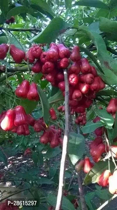 Platone Jamun Plant Red Jamun plant