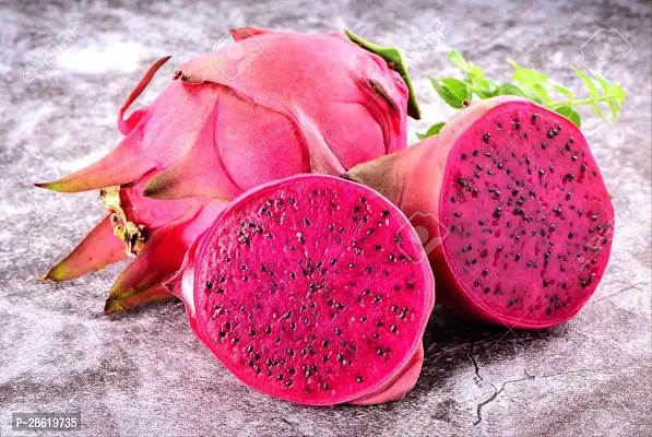 Platone Dragon Tree Rare Pitaya Red Dragon Fruit