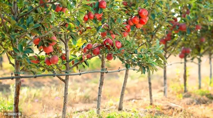 Platone Apple Plant APPLE PLANT WWSSA