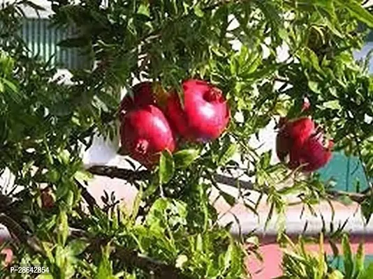 Platone Pomegranate Plant pomegranate81