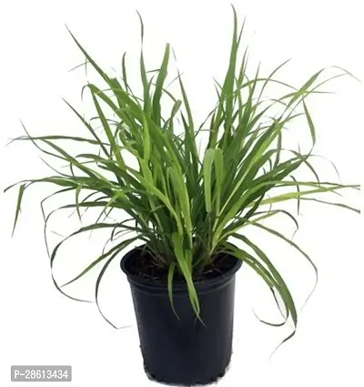 Platone Lemon Grass Plant ValPlantnt_529