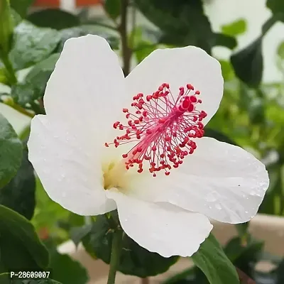 Platone Hibiscus Plant Hibiscus White Live Flower Plant Disha-22055