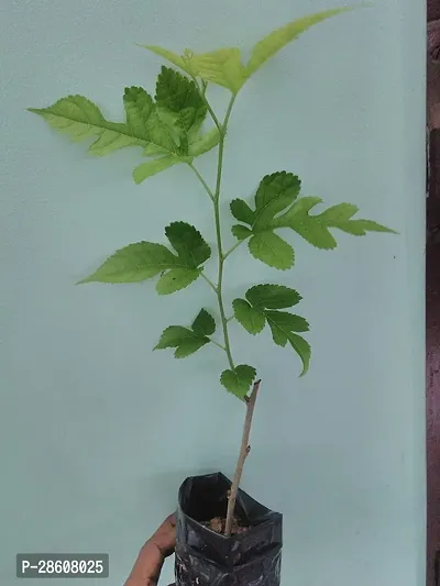 Platone ShahtootMulberry Plant JHVBNV48-thumb0