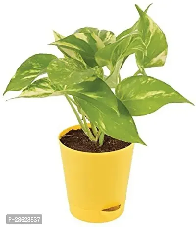 Platone Money Plant Money p02