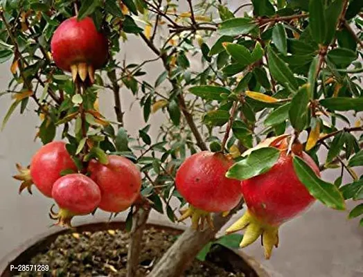 Platone Pomegranate Plant pomegranate13-thumb0