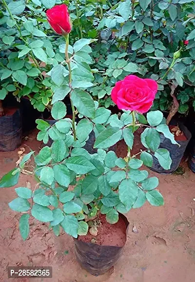 Platone Rose Plant rose-thumb0