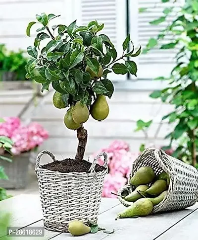 Platone Pear Plant pear25-thumb0