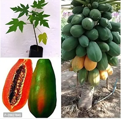 Platone Papaya Plant papaya22-thumb0