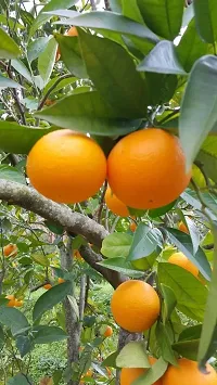 Platone Orange Plant Darjeeling orange plant10-thumb2