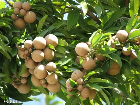 Platone Chiku Plant CHIKU PLANT