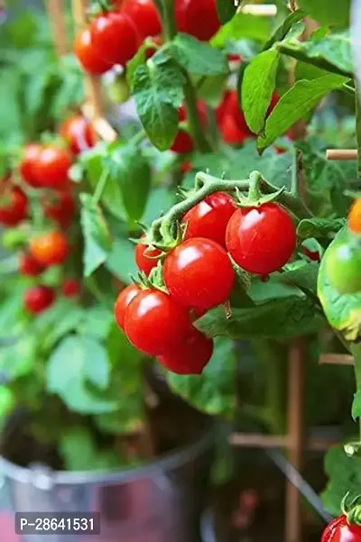 Platone Tomato Plant tamatar66-thumb0