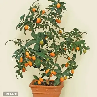 Platone Orange Plant 0201-thumb0