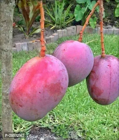 Platone Mango Plant The Purple Irwin Mango Live Grafted Plant. R5-thumb0