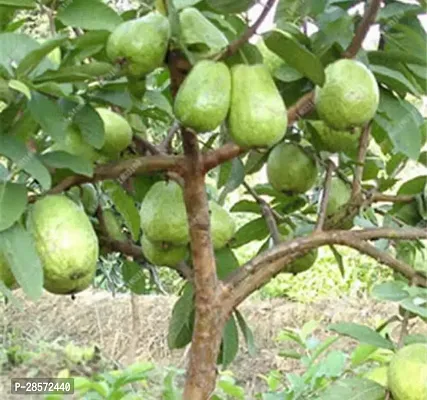 Platone Guava Plant B225-thumb0