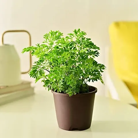 Best Selling Plant & Planters 