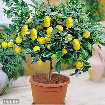 Platone Lemon Plant Lemon plant 45-thumb0