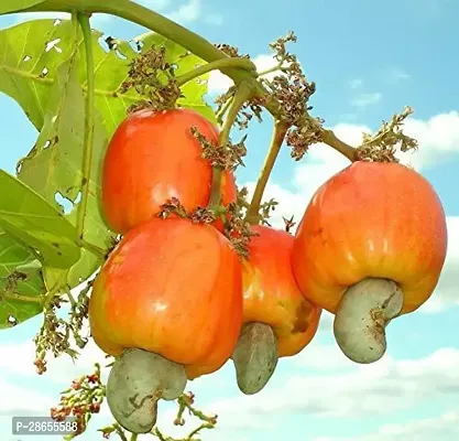 Platone Cashew Apple Plant ASHEW57