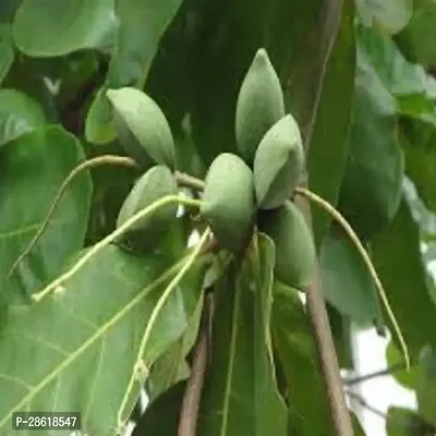 Platone Almond Plant Terminalia catappa, indian almond 4 month old sapling plants-thumb0