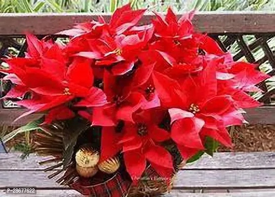 Platone Poinsettia Plant R1e2d3 Po26poinsettia