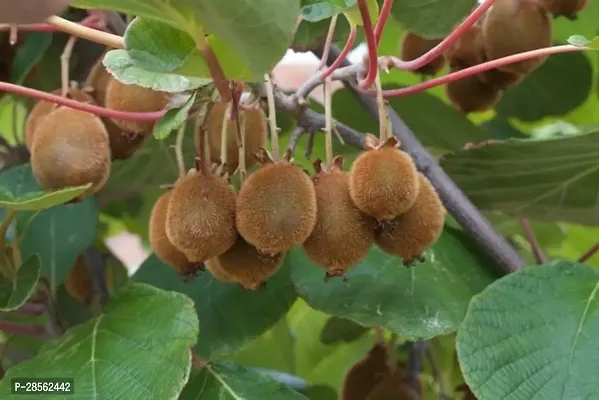 Platone Kiwi Plant Kiwi, plant Fruit (Grafted) - Fruit PlantsTree Outdoor Living Indoor Plants-thumb2