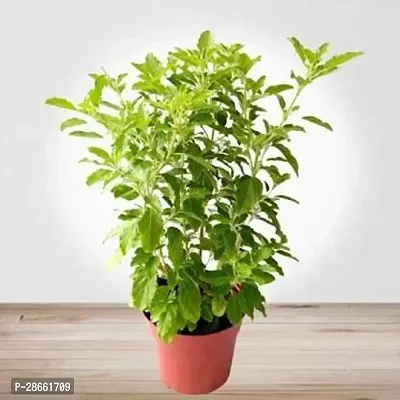 Platone Tulsi Plant GFGH234-thumb0