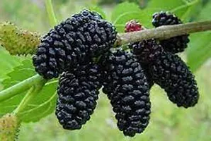 Platone ShahtootMulberry Plant ShahtootMulberry Plant-thumb1