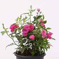 Platone Rose Plant Button Rose Red Live-thumb1