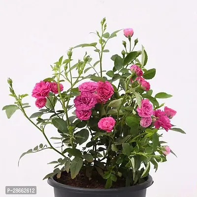 Platone Rose Plant Button Rose Red Live-thumb2