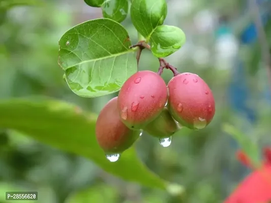 Platone Cherry Fruit Plant saraswati traders-thumb2