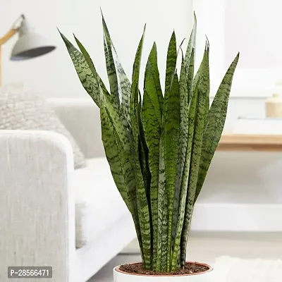 Platone Snake Plant ISMKD84