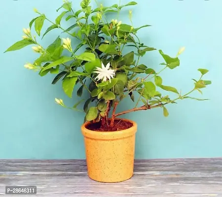 Platone Jasmine Plant ecoworld jasmine