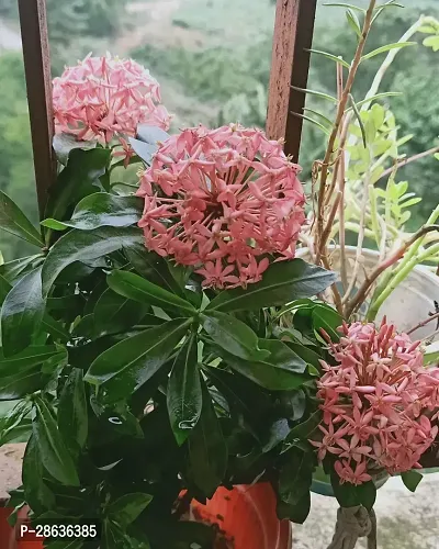 Platone Trothic IxoraChethi Plant Trothic Ixora Chethi Red Plant Live Flower Disha-99948-thumb0