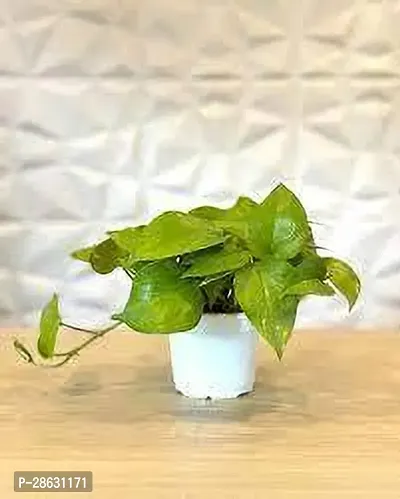 Platone Money Plant MONEY PLANT DSD