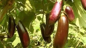 Platone Breadfruit Plant BRINJAL PLANT PPL-thumb1